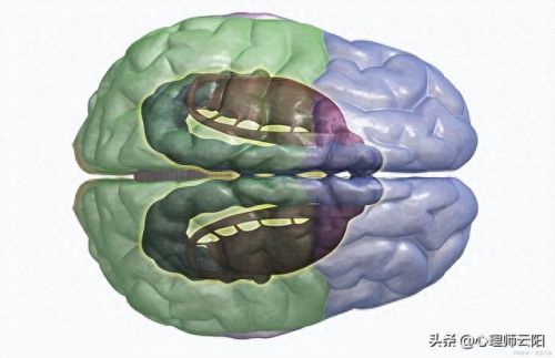 生存本能小说