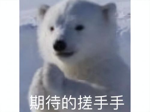 选丹德里恩还是叶奈法